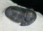 Gerastos Trilobite From Foum Zguid - #10997-2